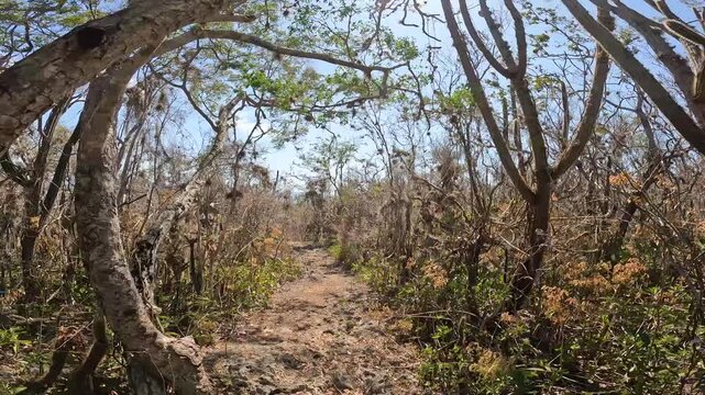 bosque seco pedernales republica dominicana 
