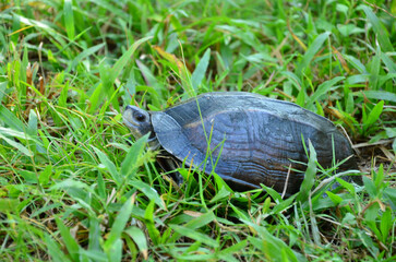 Freshwater turtle