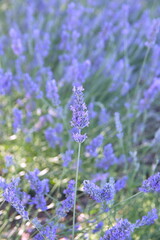 Field of Lavender, Lavandula angustifolia, Lavandula officinalis