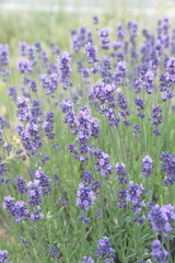 Field of Lavender, Lavandula angustifolia, Lavandula officinalis
