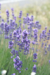 Obraz premium Field of Lavender, Lavandula angustifolia, Lavandula officinalis