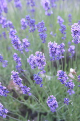 Field of Lavender, Lavandula angustifolia, Lavandula officinalis