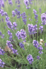 Field of Lavender, Lavandula angustifolia, Lavandula officinalis