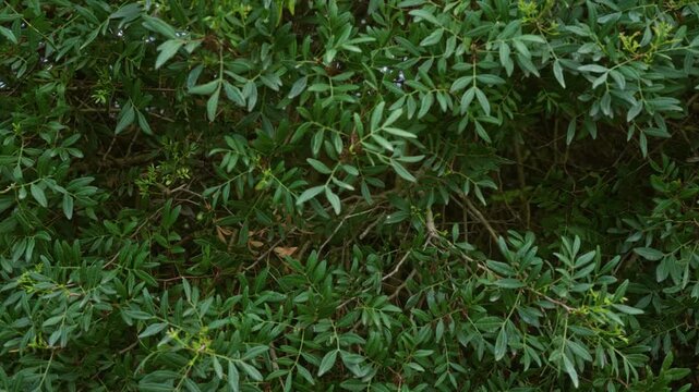 Lush green foliage of a mastic tree pistacia lentiscus captured in the wild outdoors in puglia, italy, showcasing the dense and vibrant leaves of this bushy plant.