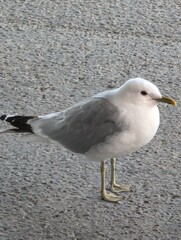 Obraz premium Curious Seagull on the Pier