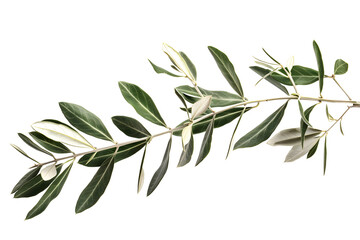 Fresh olive twig with leaves isolated on transparent background. PNG, cutout. Clipart of olive branch, mediterranean food ingredient.