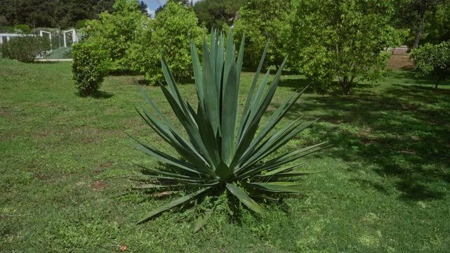 A vibrant green agave americana plant outdoors in a lush garden in puglia, italy, surrounded by verdant trees and grass under the bright sunlight.