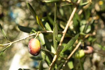 Ripening olives grow on the branch olive tree, close-up. Olive background for publication, design, poster, calendar, post, screensaver, wallpaper, postcard, banner, cover. High quality photo