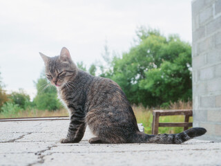 A cat is standing on a cement block with eyes closed. Nature background. Daydreaming and meditation concept. The cat appears to be curious and alert. Small and skinny animal. Soft and airy look.
