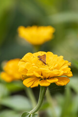 Skipper on yellow zinnia