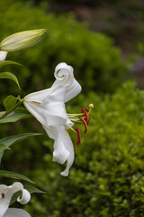 White lily, close-up