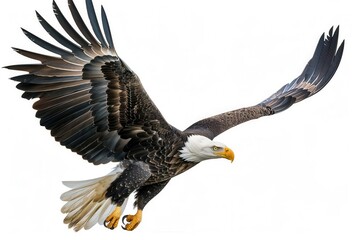 Obraz premium majestic bald eagle in flight against stark white background wings fully extended intricate feather detail patriotic symbolism