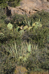 A desert landscape full of rocks, cactus, and shrubs