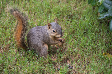 Squirrel in the grass