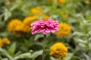 Pink Zinnia flower close-up