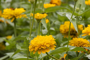 Yellow Zinnia flower close-up
