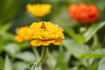 Skipper on yellow zinnia