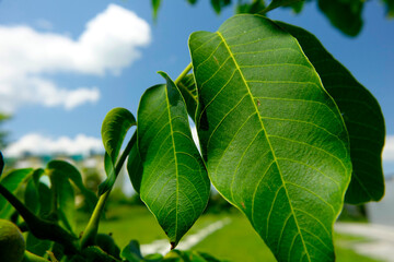Detailed Examination of Juglans Regia Walnut Tree Leaves Under Bright Sky on a Sunny Day