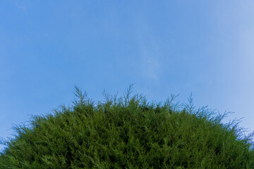 Obraz premium fondo minimalista de cielo azul y ramas de un pino - foto de stock 