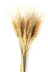 Fototapeta premium Kamut Khorasan Wheat isolated on a white background
