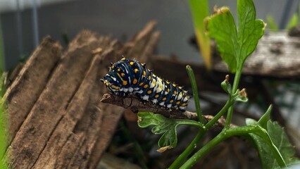 Black Swallowtail Butterfly Caterpillar(second instar) Close-up Sitting On Twig Near Eaten Parsley.