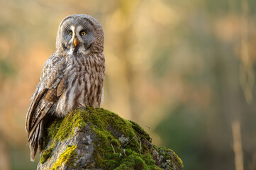 Great Gray Owl Perched On Moss-Covered Rock In Forest