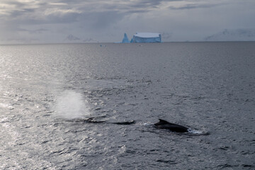 Antarctic landscape with diving humpback whales