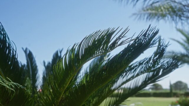Close-up of a lush cycas revoluta plant outdoors in the puglia region of southern italy against a clear blue sky.