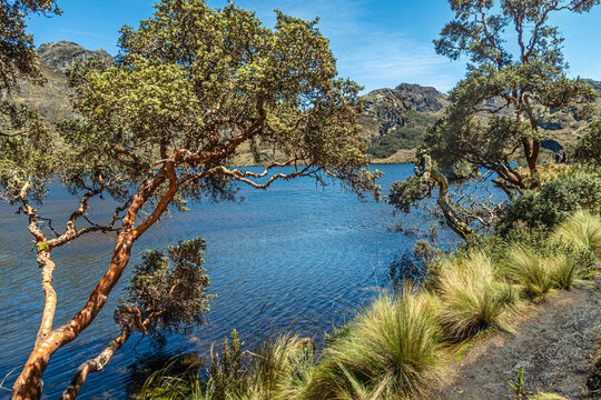 Polylepis trees or Paper trees on the shore of Lake Toreadora in El Cajas National Park in the Ecuadorian Andes.
