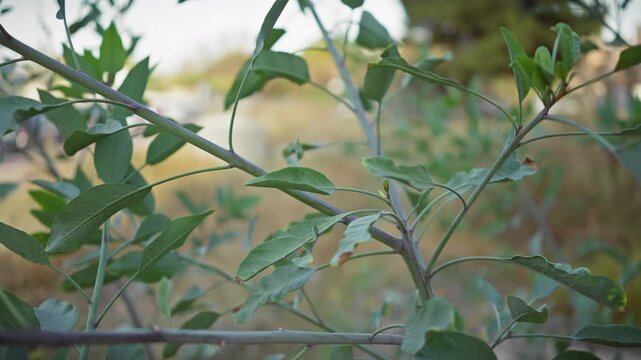 Close-up of laurus nobilis, also known as bay laurel, growing outdoors in murcia, spain, with a focus on fresh green leaves.