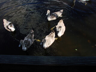 Młode szare łabędzie na jeziorze © tomo81