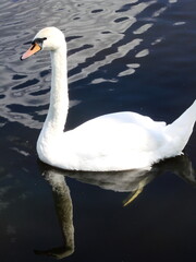 Białe łabędzie na wodzie © tomo81