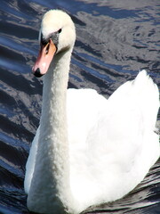 Białe łabędzie na wodzie © tomo81