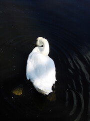 Białe łabędzie na wodzie © tomo81