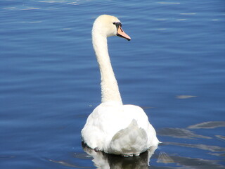 Białe łabędzie na wodzie