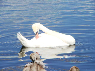 Białe łabędzie na wodzie © tomo81