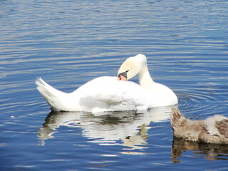 Białe łabędzie na wodzie © tomo81