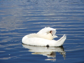 Białe łabędzie na wodzie © tomo81