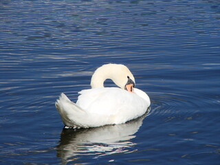 Białe łabędzie na wodzie © tomo81