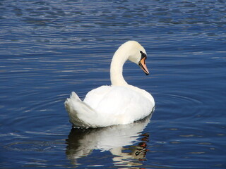 Białe łabędzie na wodzie © tomo81