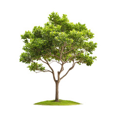 Obraz premium Green Tree Isolated