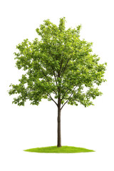 Fototapeta premium Green Tree on Grass Isolated