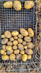 New, early potatoes in the wire basket. (turn three into many)