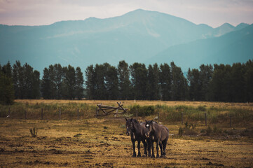 Beautiful sunset in the countryside of the old west in Wyoming, you can see horses, cabins, the forest, mountains and the huge corrals.