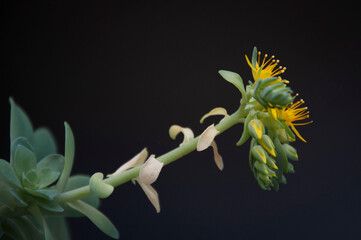 Suculenta de flor amarilla