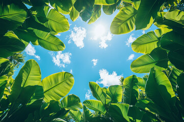 Looking up at green palm, tropical leaves against a bright blue sky with scattered clouds