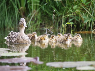 ducks family on a pond in summer natural background