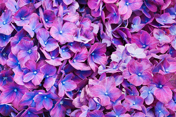 Purple hydrangeas flowers background. Greeting card