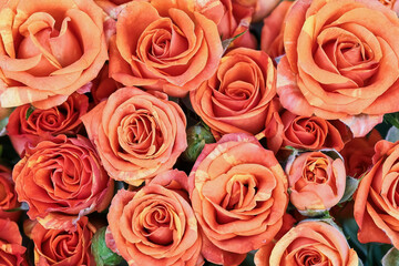 Orange roses background. Mothers day, Valentines Day, Birthday celebration concept.