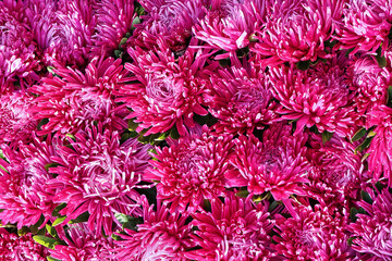 Pink aster flowers background. Top view